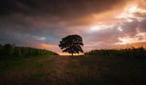 Preview wallpaper tree, field, grass, evening, sky