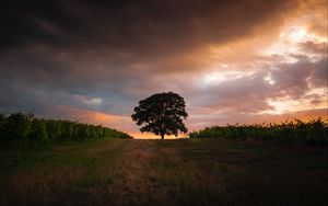 Preview wallpaper tree, field, grass, evening, sky