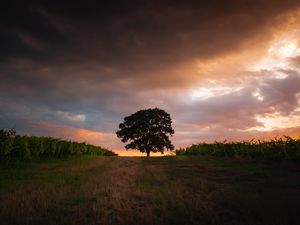 Preview wallpaper tree, field, grass, evening, sky