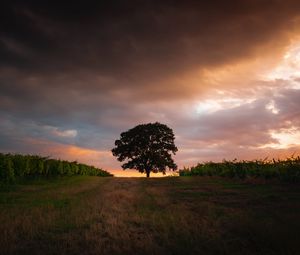 Preview wallpaper tree, field, grass, evening, sky