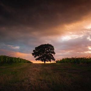 Preview wallpaper tree, field, grass, evening, sky