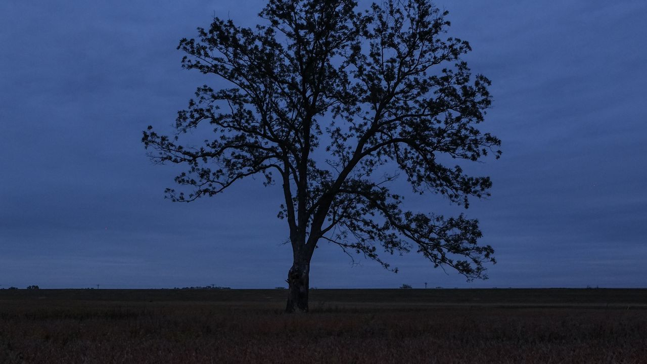 Wallpaper tree, field, grass, horizon, branches