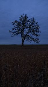 Preview wallpaper tree, field, grass, horizon, branches