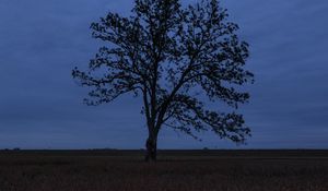 Preview wallpaper tree, field, grass, horizon, branches
