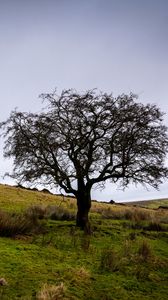 Preview wallpaper tree, field, grass, nature