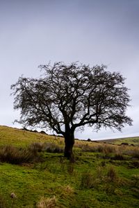 Preview wallpaper tree, field, grass, nature