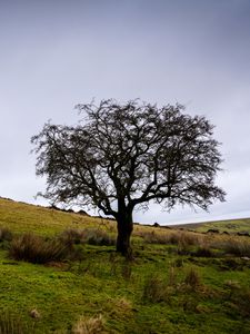 Preview wallpaper tree, field, grass, nature