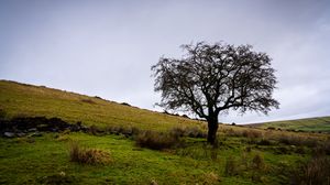 Preview wallpaper tree, field, grass, nature