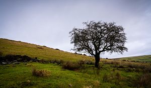 Preview wallpaper tree, field, grass, nature