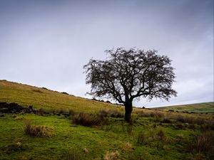 Preview wallpaper tree, field, grass, nature