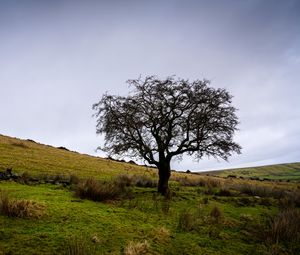 Preview wallpaper tree, field, grass, nature