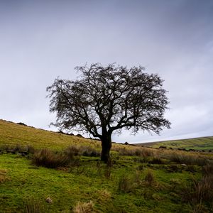 Preview wallpaper tree, field, grass, nature