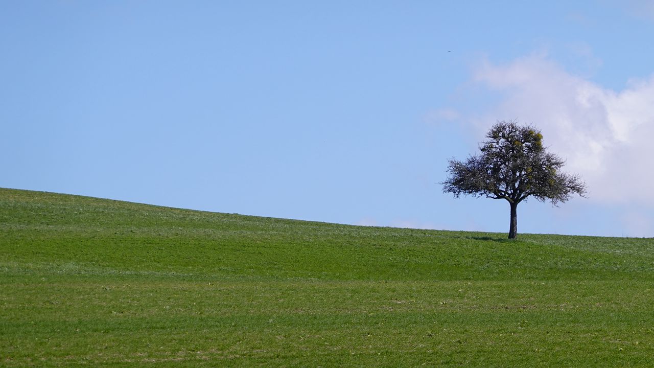 Wallpaper tree, field, grass, landscape, nature