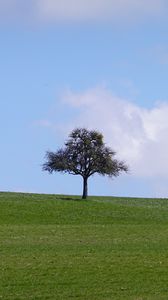 Preview wallpaper tree, field, grass, landscape, nature
