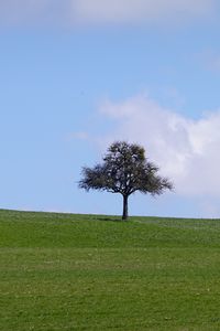 Preview wallpaper tree, field, grass, landscape, nature