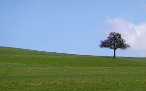 Preview wallpaper tree, field, grass, landscape, nature