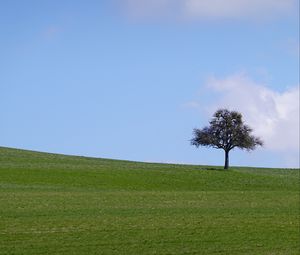 Preview wallpaper tree, field, grass, landscape, nature