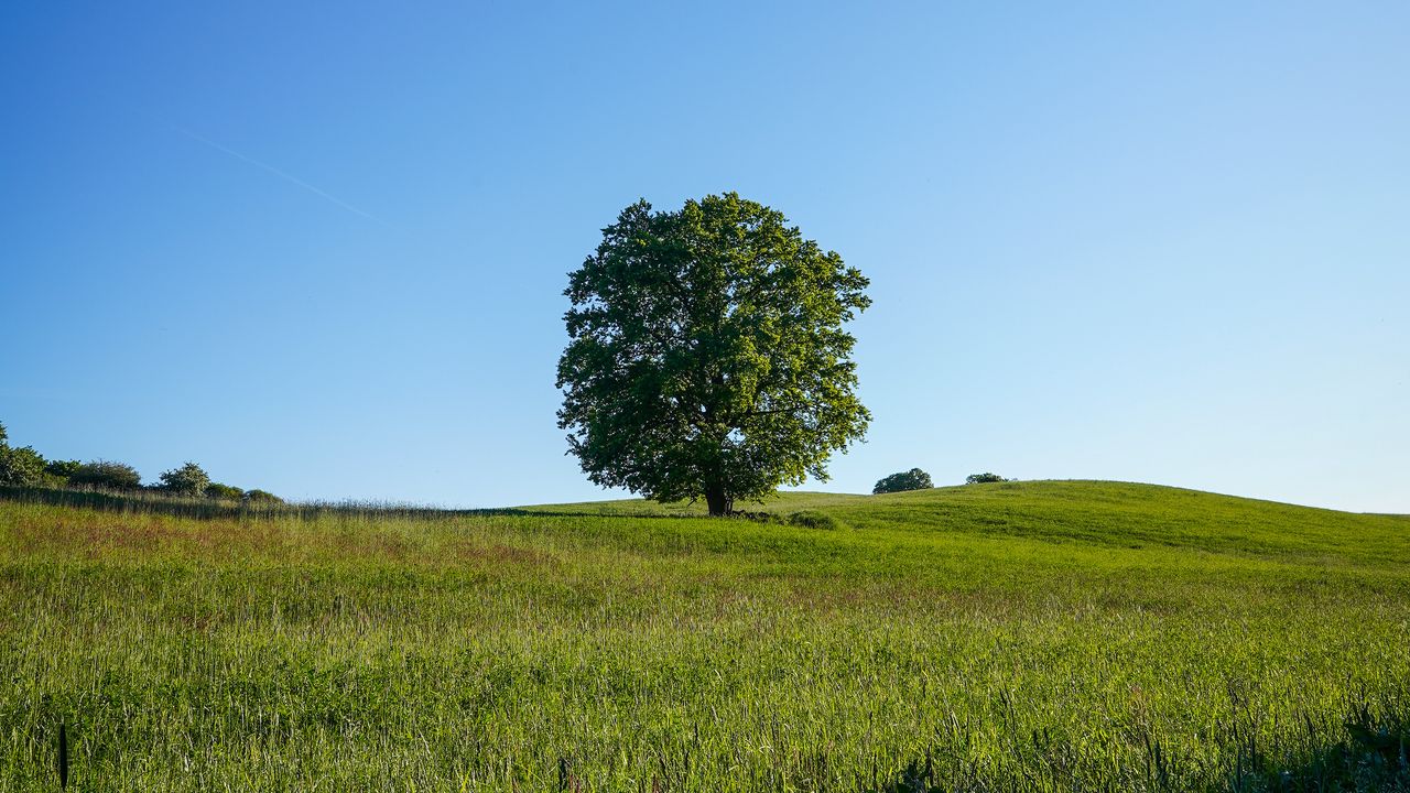 Wallpaper tree, field, grass, nature, green