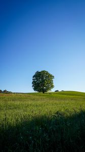 Preview wallpaper tree, field, grass, nature, green