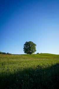 Preview wallpaper tree, field, grass, nature, green