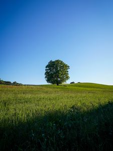Preview wallpaper tree, field, grass, nature, green
