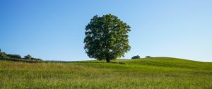 Preview wallpaper tree, field, grass, nature, green