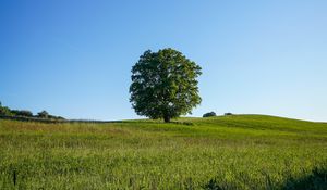 Preview wallpaper tree, field, grass, nature, green