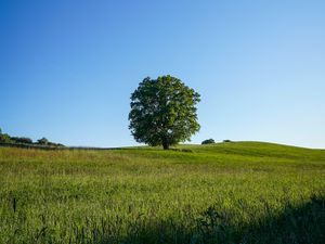 Preview wallpaper tree, field, grass, nature, green