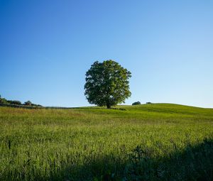 Preview wallpaper tree, field, grass, nature, green