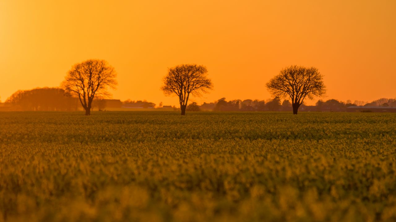 Wallpaper tree, field, grass, twilight