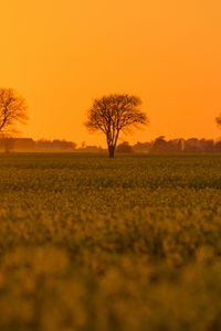 Preview wallpaper tree, field, grass, twilight