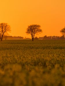 Preview wallpaper tree, field, grass, twilight