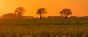 Preview wallpaper tree, field, grass, twilight