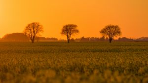 Preview wallpaper tree, field, grass, twilight