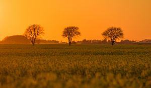Preview wallpaper tree, field, grass, twilight