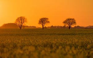 Preview wallpaper tree, field, grass, twilight