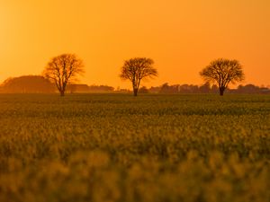 Preview wallpaper tree, field, grass, twilight