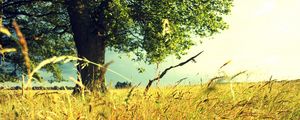 Preview wallpaper tree, field, grass, rye, ears, summer, colors, paints