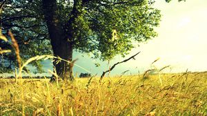 Preview wallpaper tree, field, grass, rye, ears, summer, colors, paints