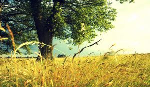 Preview wallpaper tree, field, grass, rye, ears, summer, colors, paints