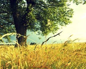 Preview wallpaper tree, field, grass, rye, ears, summer, colors, paints