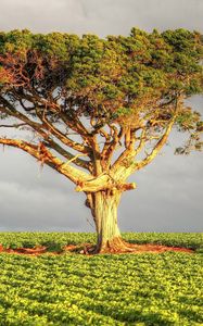 Preview wallpaper tree, field, grass, sky