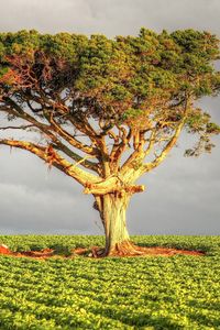 Preview wallpaper tree, field, grass, sky