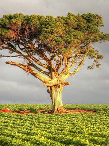 Preview wallpaper tree, field, grass, sky