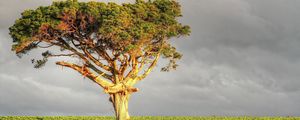 Preview wallpaper tree, field, grass, sky