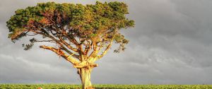 Preview wallpaper tree, field, grass, sky