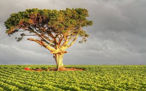 Preview wallpaper tree, field, grass, sky