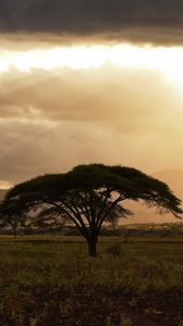 Preview wallpaper tree, field, grass, clouds, landscape