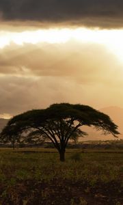 Preview wallpaper tree, field, grass, clouds, landscape