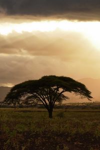 Preview wallpaper tree, field, grass, clouds, landscape